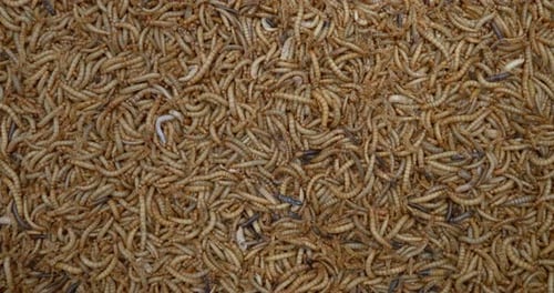 Mass of Live Mealworms Close Up