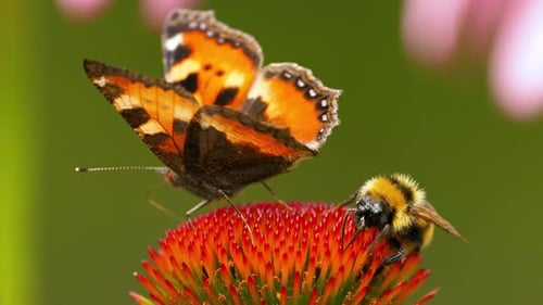 Butterfly and Bee on a Red Coneflower