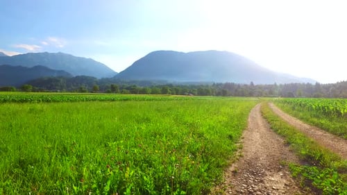 Sunny Day Near Young Corn Field