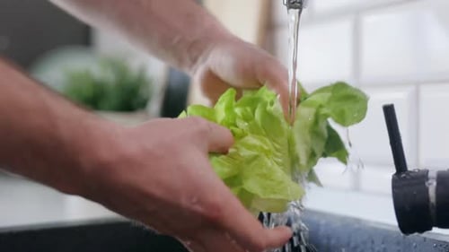 Adult Washing Green Lettuce in Kitchen Sink