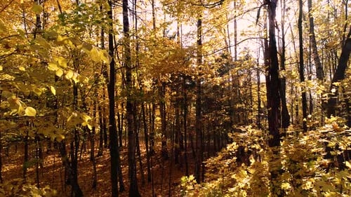 Colorful Autumn Forest Wood