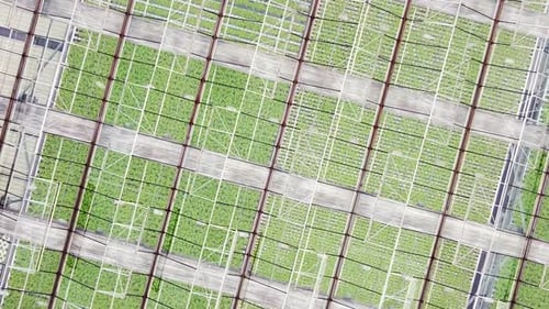 Greenhouse Plantation with Greenery