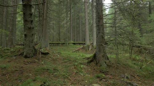 Deep in A Coniferous Forest