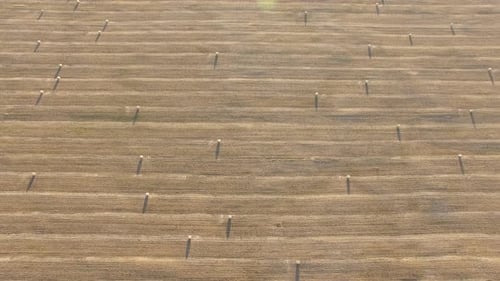 Aerial view of a golden agricultural field at sunset with large bales of straw or hay in neat rows a