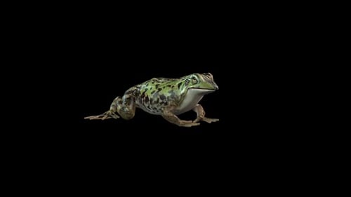 3D Animated Frog Hopping with Transparent Alpha Channel