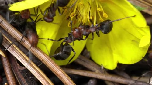Colony of ants on nest in forest as they work and forage together