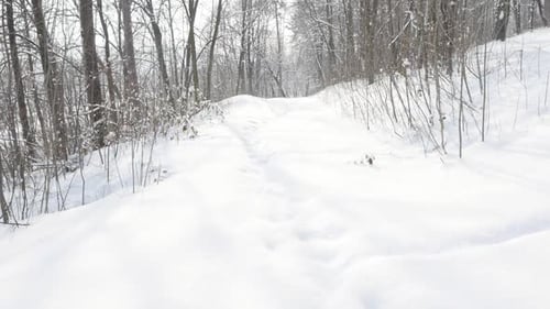 Slow motion alley path under snow 1920X1080 FullHD video - White winter morning in the forest slow-