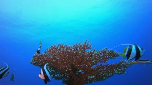 Tropical Blue Water Fish