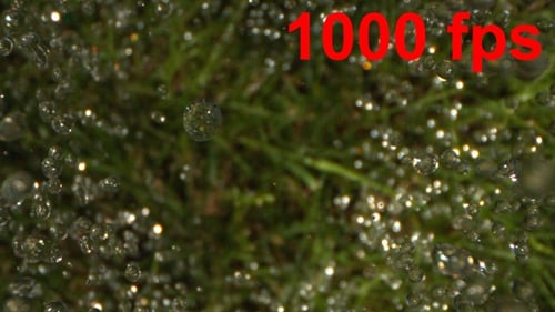 Dew Drops on Green Grass in Macro