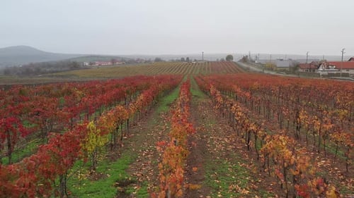 Aerial View On Vineyards In The Fall 4