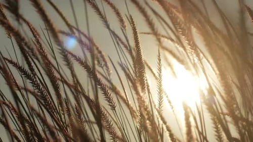 Golden Reeds Swaying in the Sunset Breeze