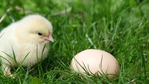 Sweet Chick Stands Near Unbroken Egg in Grass