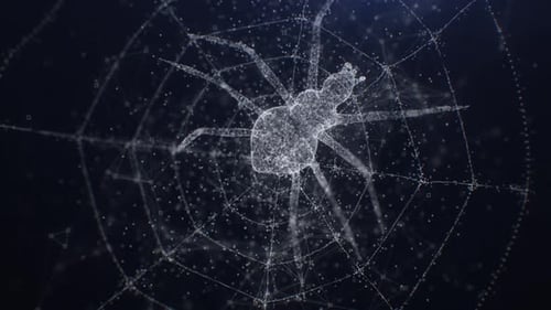 Plexus-Spinne