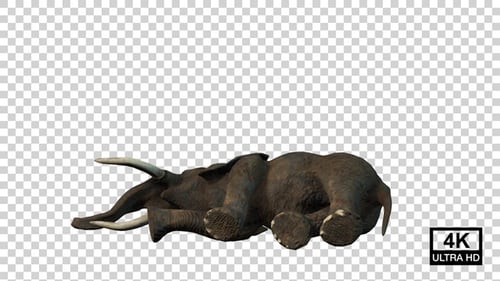 Elephant Sleep Side View