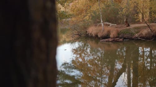 Presentación de diapositivas del lago/estanque en otoño/otoño