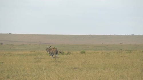 Common eland