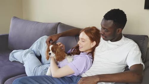 Couple Petting a Cavalier King Charles Spaniel Puppy