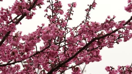 Pink Blossoms Blooming on Tree in Spring