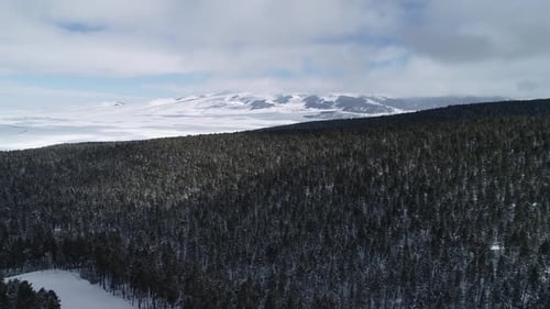 Forest Winter