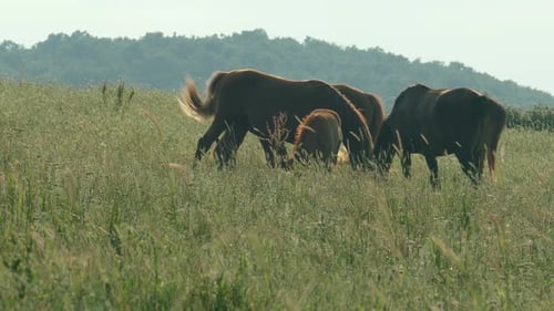 Schöne Pferde grasen im Licht des Sonnenuntergangs