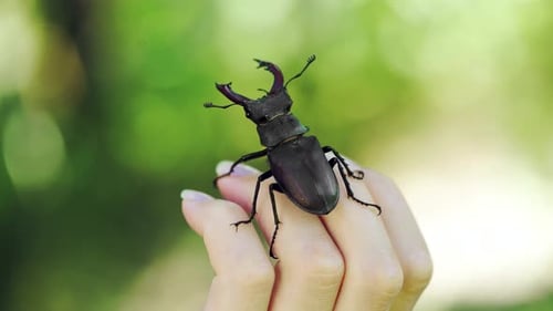 Stag Beetle on Woman's Hand in Nature