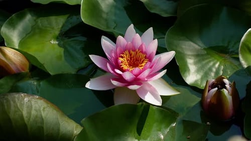 4K video Lotus flower. Close up Water lily. Hand woman
