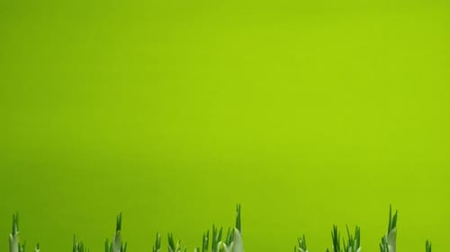 Spring Crocus Flowers Blooming in Time Lapse