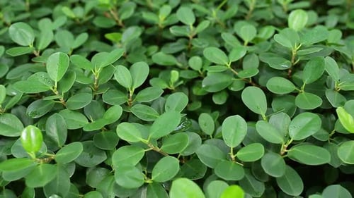 Close up of green plant leaf