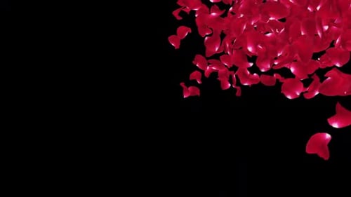 Red Rose Petals Falling Transition Overlay