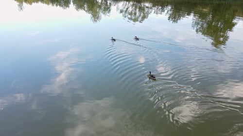 Three ducks are swimming on the water surface of the reservoir.
