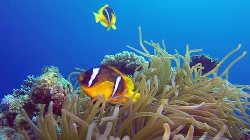 Marine Life Clownfish