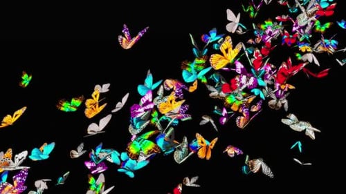 Schmetterling HD