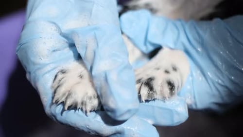 Puppy Paws Washed with Blue Gloves Close Up