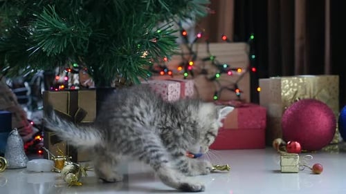 Playful Kitten with Christmas Gifts and Ornaments