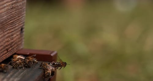 European Honey Bee, apis mellifera, Bees standing at the Entrance of The Hive, Insect in Flight