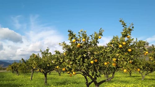 Lush Orange Orchard on a Sunny Day