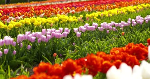 Tulips on Agruiculture Field Holland