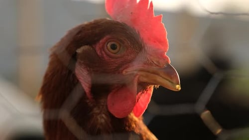 Rooster