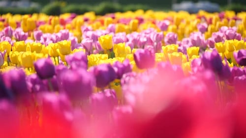 Yellow and purple tulip flowers fields growing in a field.