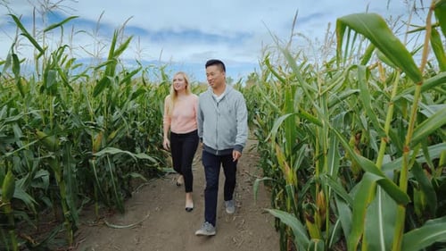 Young Couple Walks Through Sunny Cornfield