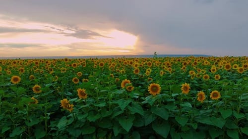 Sunflower Field at Sunrise or Sunset