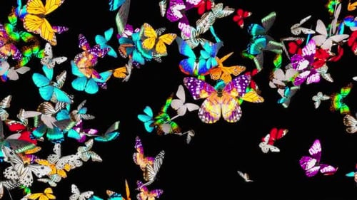 Schmetterling HD