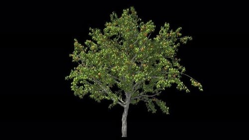 Pfirsichbaum isoliert
