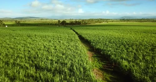Flying over australian sugarcane field.