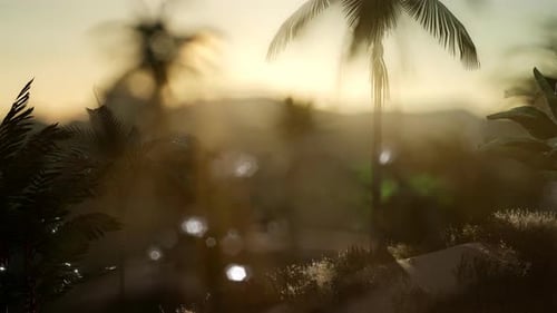 Coco Palm Trees Tropical Landscape