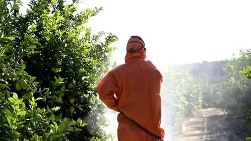 Man spraying toxic pesticides, pesticide, insecticides on fruit lemon growing plantation