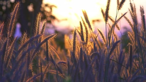 Tall Grass Swaying in Dreamy Sunset Light