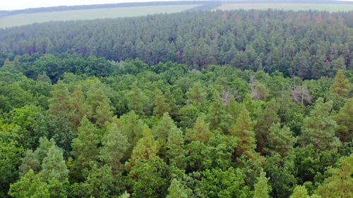 Overhead Aerial of Vibrant Green Forest Treetops