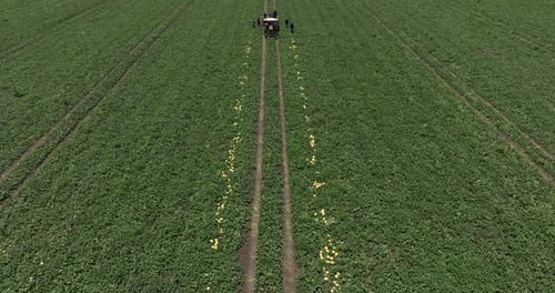 Farm workers picking Melons into pallets on a tractor trailer.