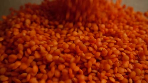 Bright Red Lentils Poured onto Burlap